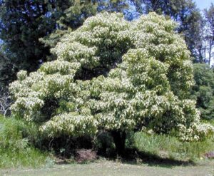 Kukui Tree