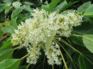 Kukui Blossom