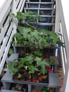 Kukui tree plants