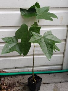 Kukui tree plants